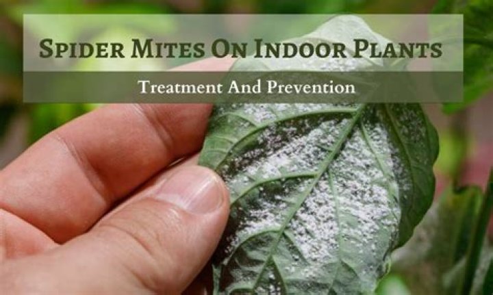 What chemical pesticides treat spider mites?
