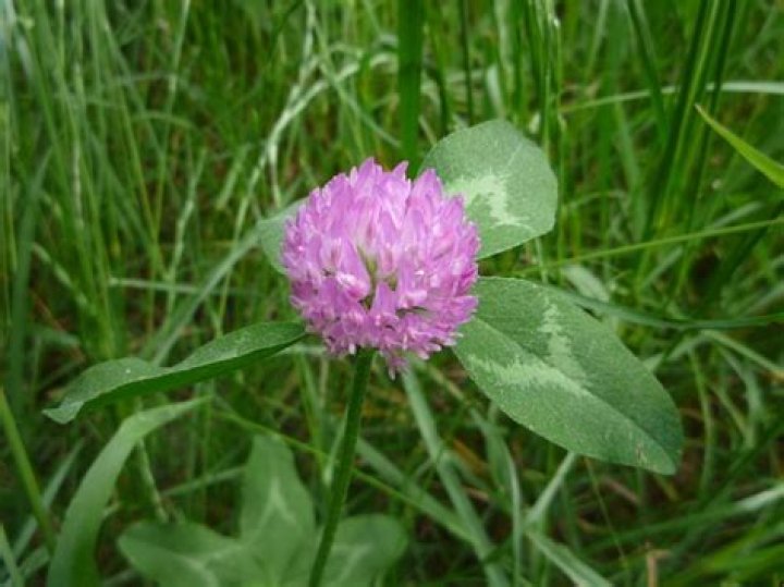What clover has purple flowers?