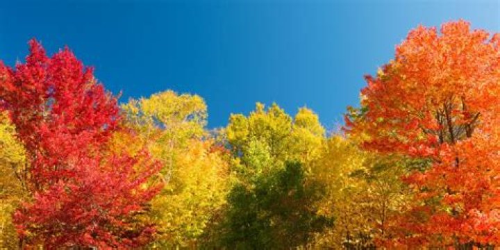 What color do aspen leaves turn?