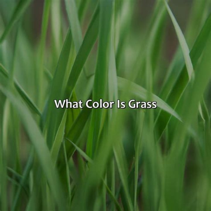 What color is grass generally?