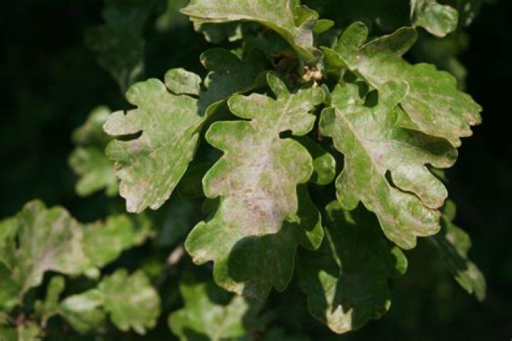 What disease does my oak tree have?