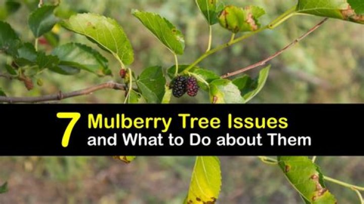 What diseases affect mulberry trees?