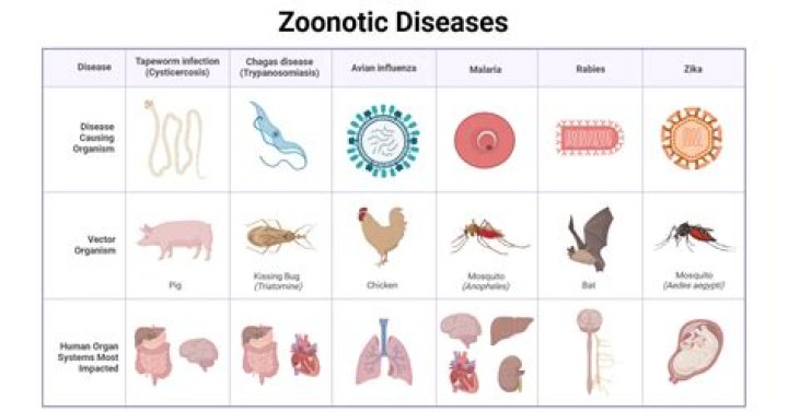 What diseases are caused by animal feces?