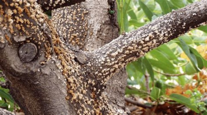 What diseases can oak trees get?