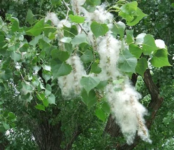 What diseases do cottonwood trees have?