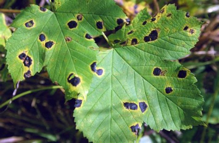 What diseases do silver maples get?