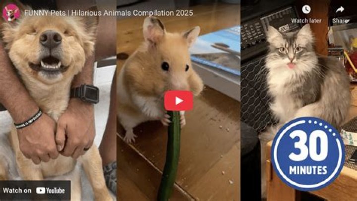 What do chipmunks like to eat the most?