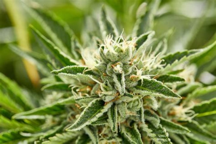 What do harvest ready buds look like?
