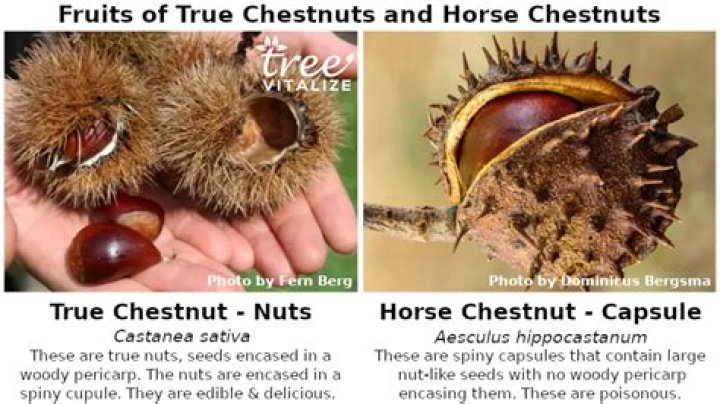 What do horse chestnut trees symbolize?