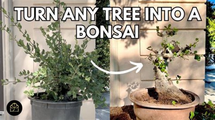 What do I do if my bonsai tree has mold?