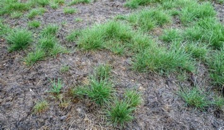 What do I do if my lawn has full moss?
