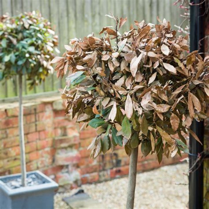 What do I do if my tree has brown leaves?