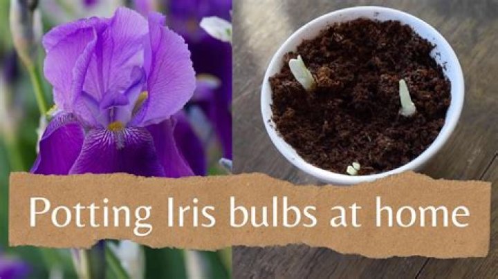 What do I plant after iris?