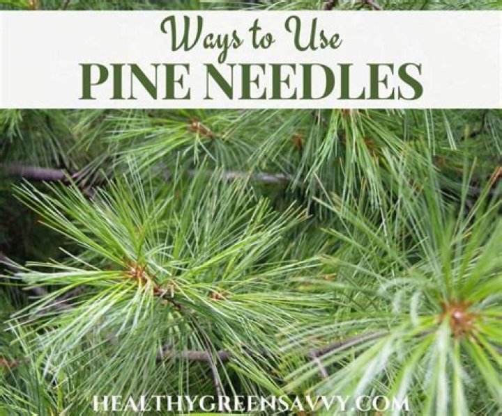 What do pine needles symbolize?