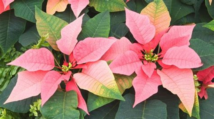 What do pink poinsettias mean?