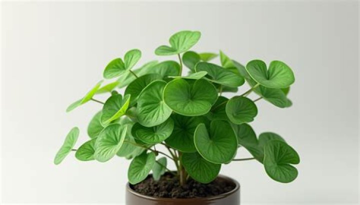What do plants look like after heavy rain?
