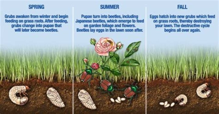 What do white grubs turn into?