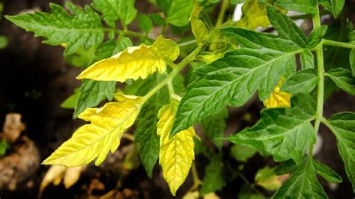 What do you do when a tomato plant turns yellow?