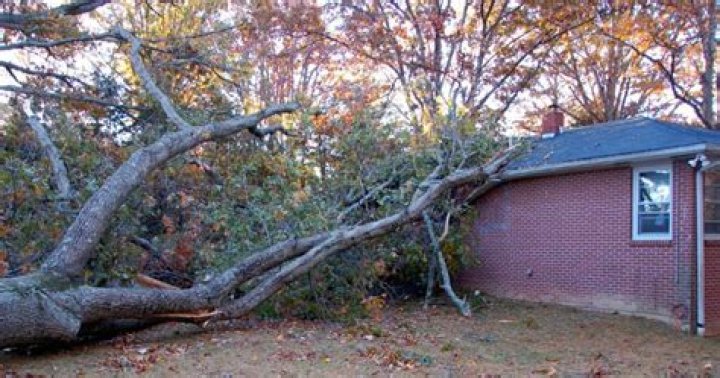 What do you do when a tree falls in front of your house?