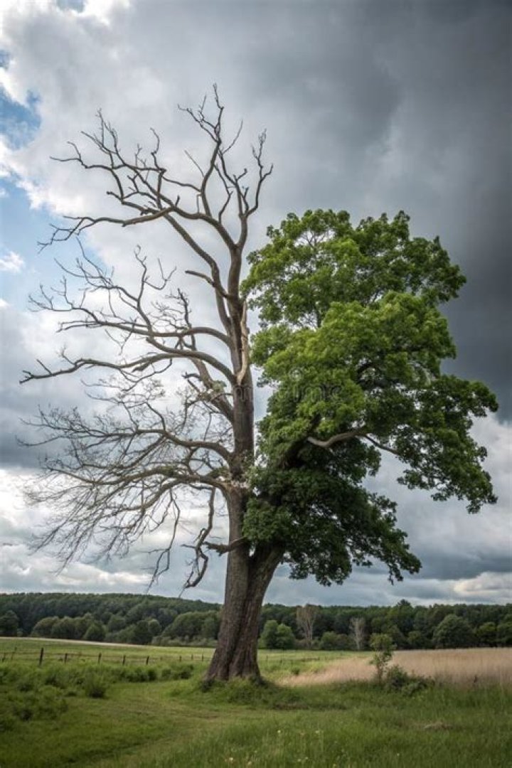 What do you do when a tree is half dead?