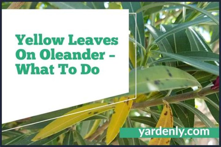 What do you do when oleander leaves turn yellow?