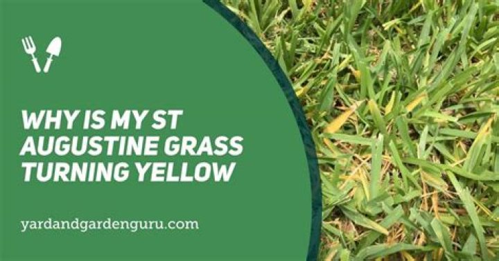 What do you do when St Augustine grass turns yellow?