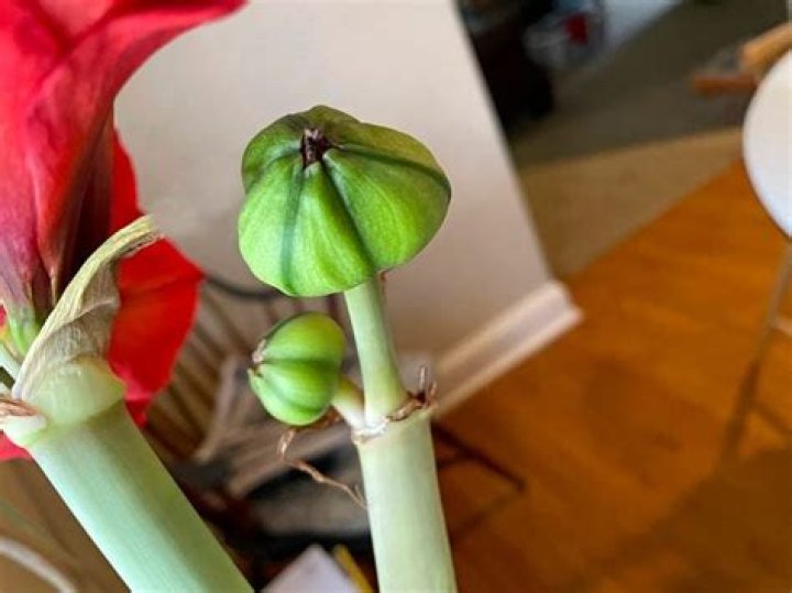 What do you do with a bloomed amaryllis bulb?