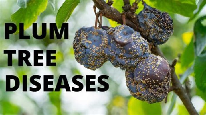 What do you do with a dead plum tree?
