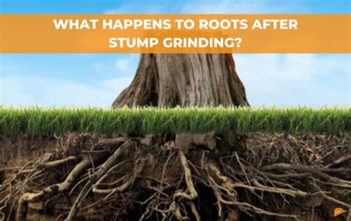 What do you do with a grinded tree stump?