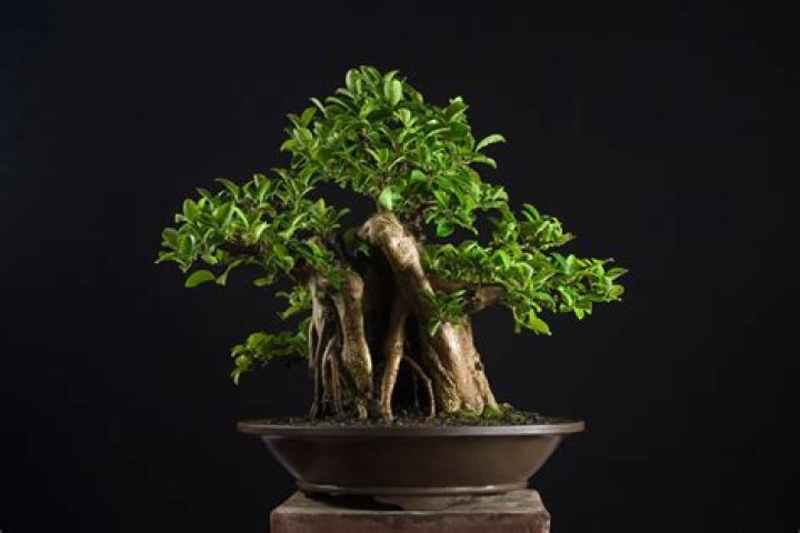 What do you need to start bonsai?
