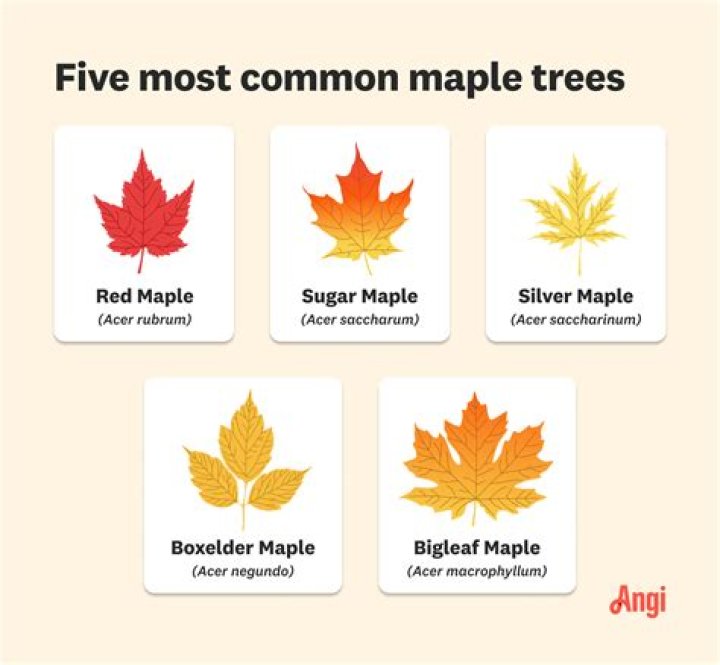 What do you put around maple trees?