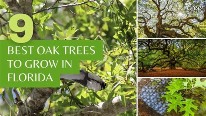 What do you put around oak trees?