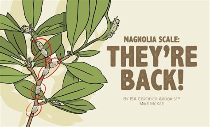 What do you spray on magnolia scale?
