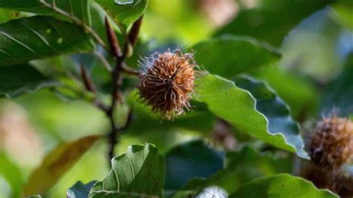 What does a beech tree drop?