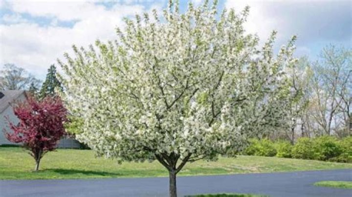 What does a crabapple tree look like when it blooms?