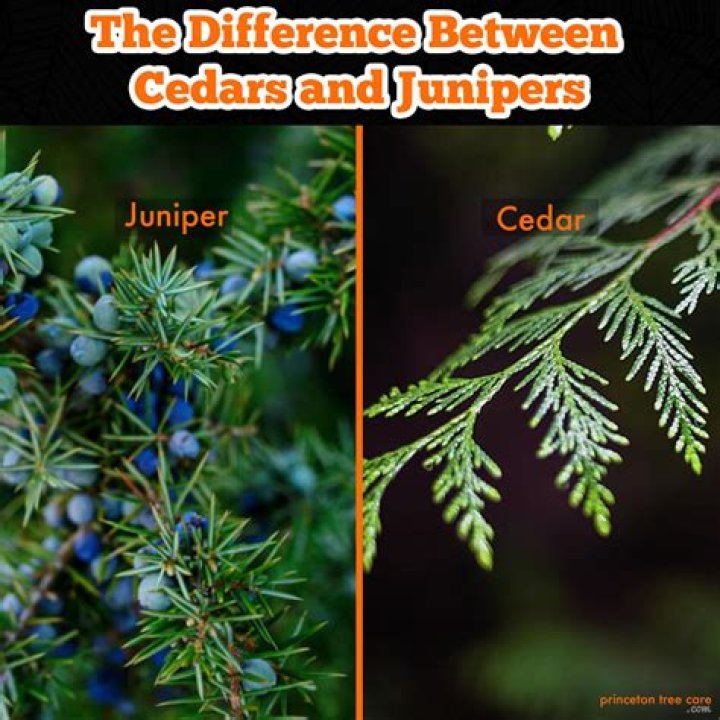What does a dying juniper look like?