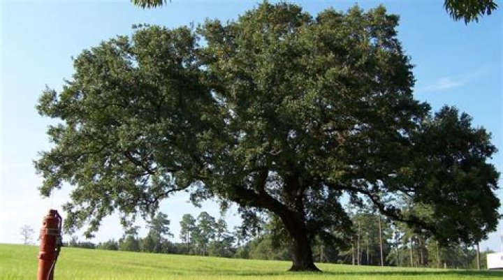 What does a dying live oak tree look like?