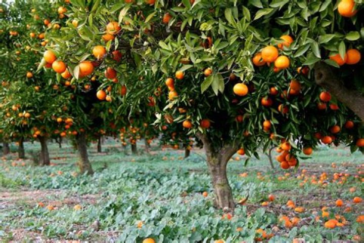 What does a dying orange tree look like?