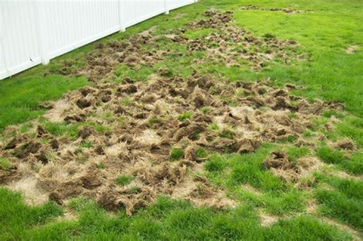 What does a lawn damaged by grubs look like?