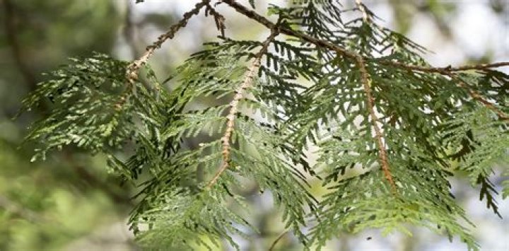 What does a mature cedar tree look like?