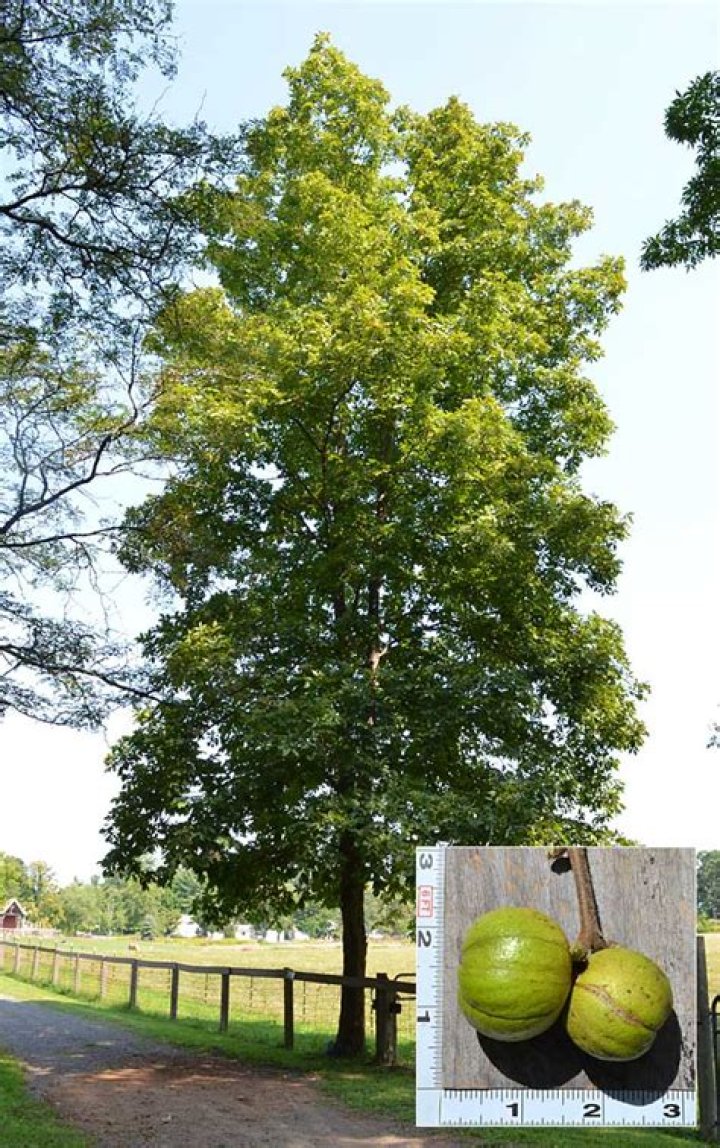 What does a mature hickory tree look like?