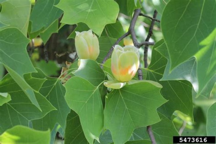 What does a mature tulip tree look like?