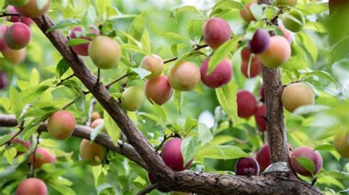 What does a plum tree symbolize?