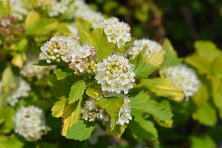 What does a shrub look like?