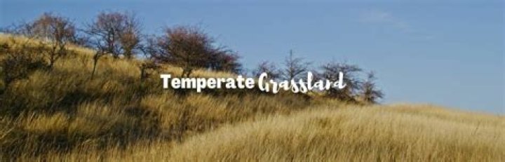What does a temperate grassland look like?