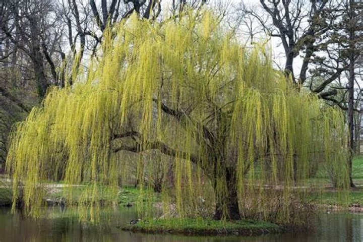 What does a willow tree mean spiritually?