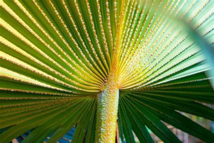 What does an unhealthy palm tree look like?