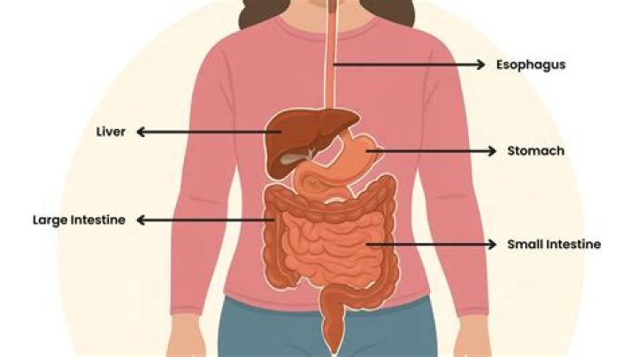 What does cream provide for the body?