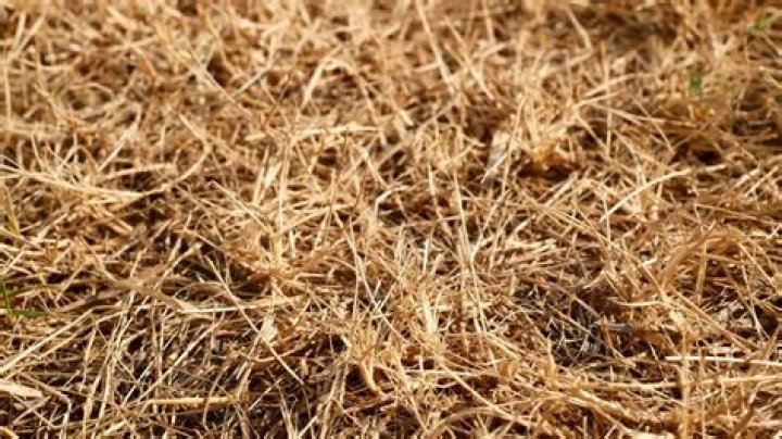 What does dry grass in the morning mean?