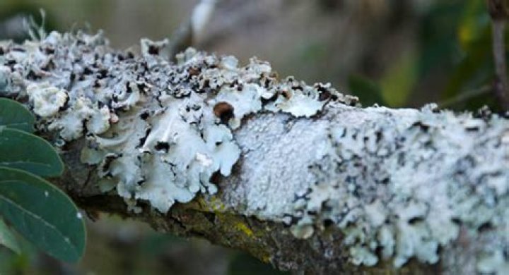 What does fungus look like on a crepe myrtle?